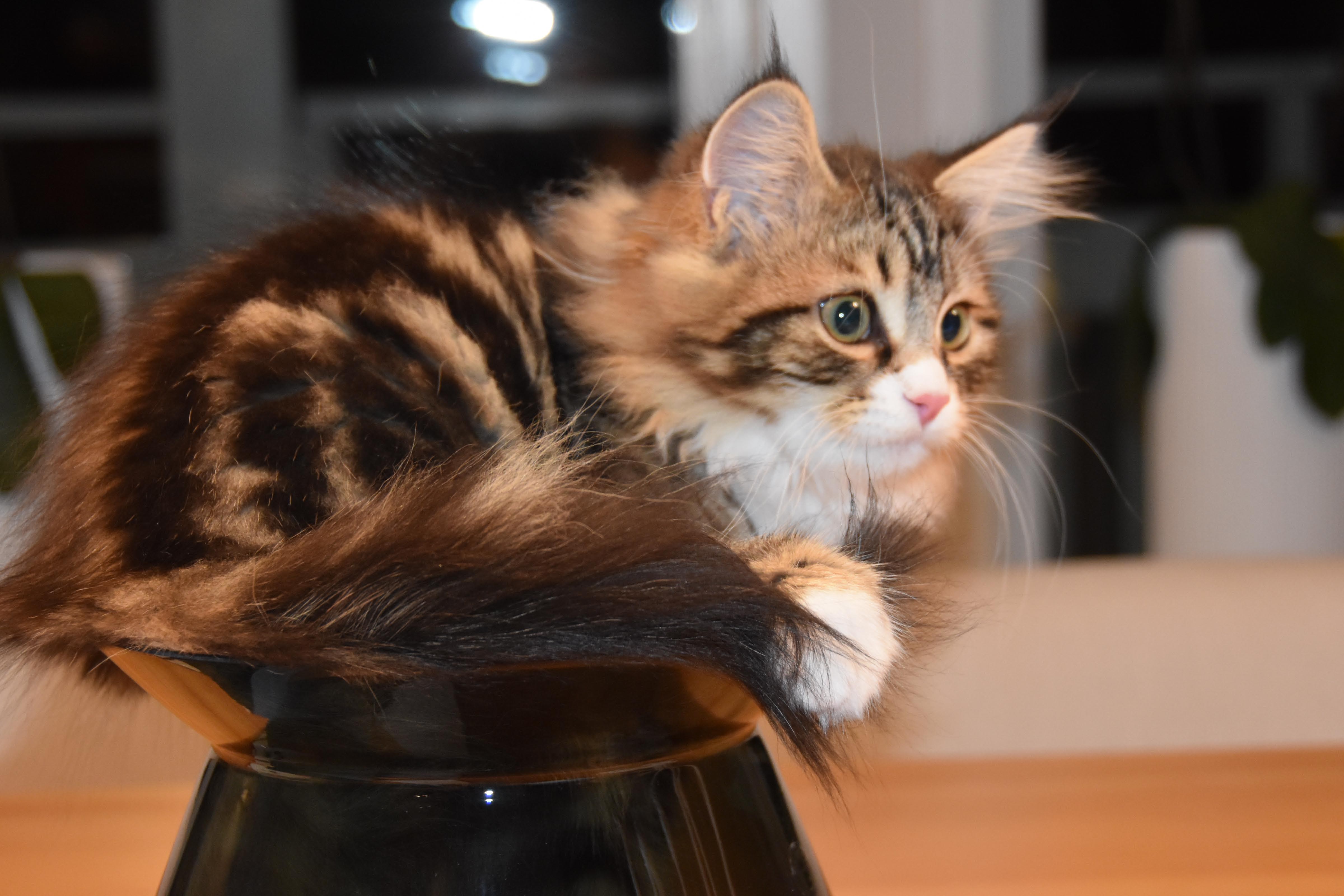 sibirisk kattunge Fox